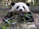 超級九寨20人+黃龍+熊貓樂園VIP小團3日